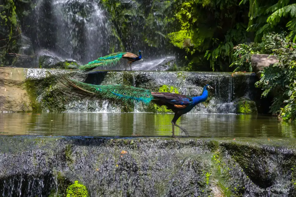 3_KL Bird Park