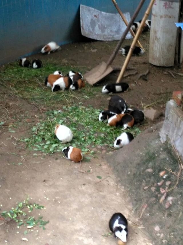 Qingdao Zoo