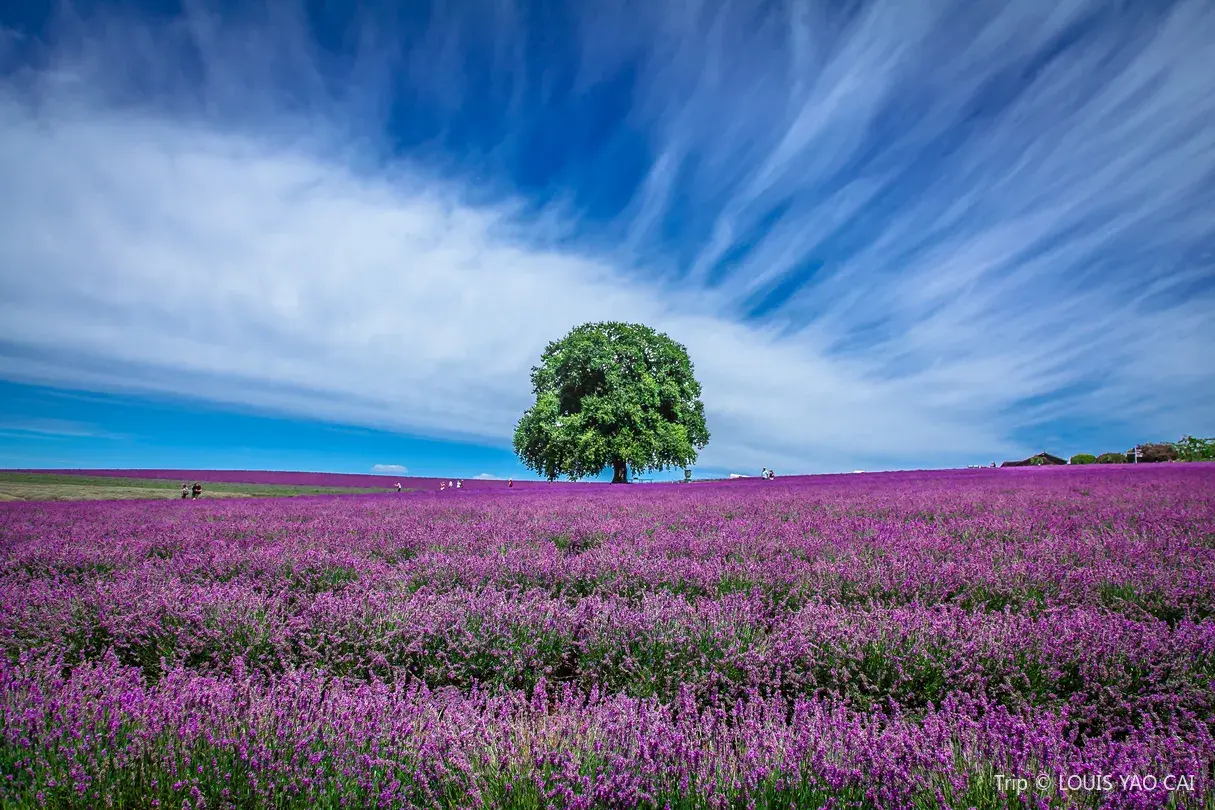2_飄絲薰衣草莊園