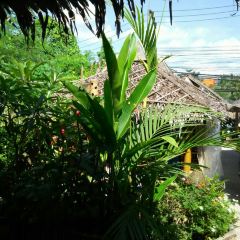 Jungle Kitchen User Photo