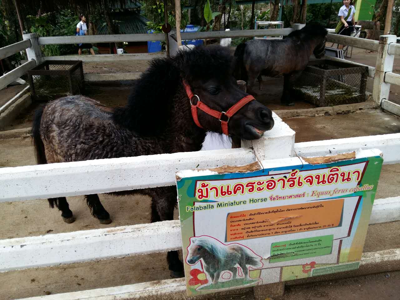 Farm semenyih rabbit Rabbit Fields