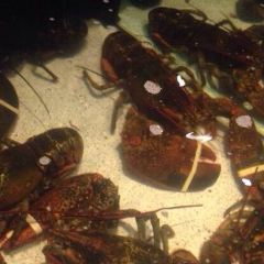 Red Lobster User Photo
