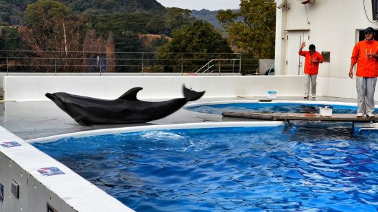 九十九岛水族馆是一家小型的海洋水族馆，这里最精彩的莫过于鲸鱼