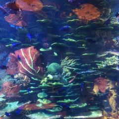 Ristorante L’Olivo at Al Mahara User Photo