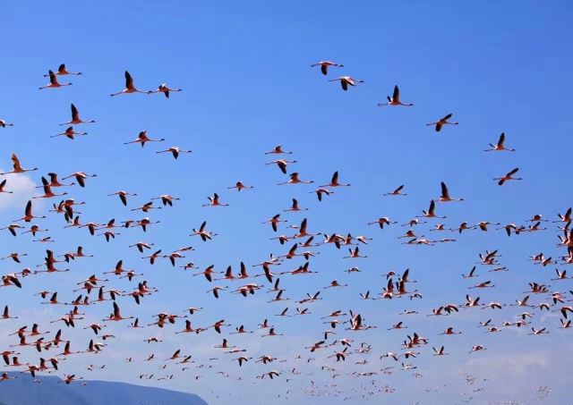 Lake Bogoria