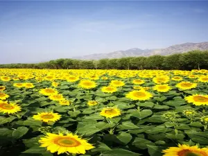 Colorful Land Scenic Spot
