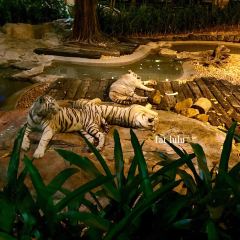 white tiger User Photo