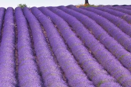 Haokelai Steak (hanlinguangchang)