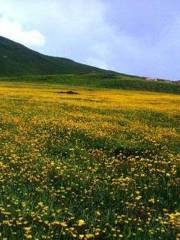 Lucky Flower Sea