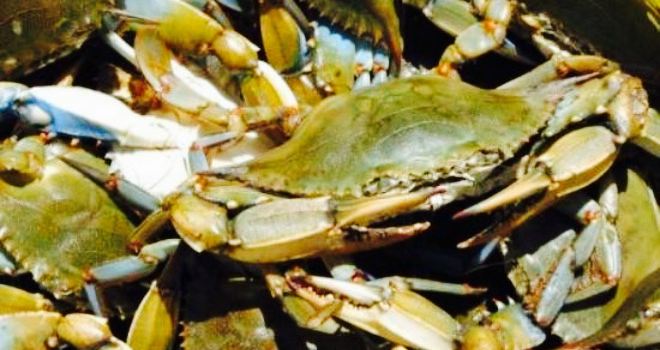 Captain Pell's Fairfax Crab House