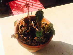 Rodney’s Garden Café