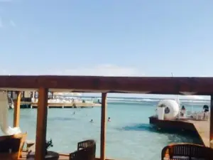 Pelicano