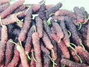 Kokos