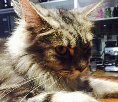 Miao Cat Cafe