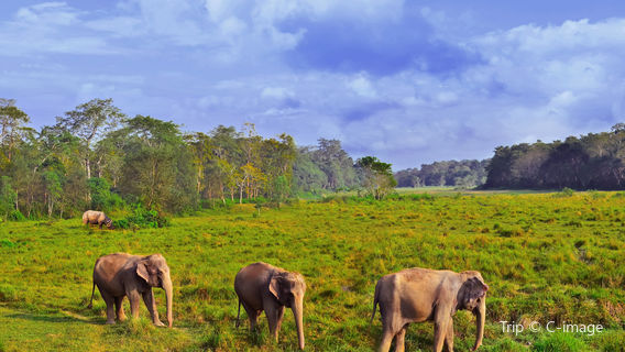 Parc national du Chitwan