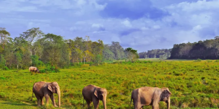 奇特旺國家公園