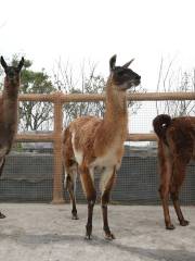 Taizhou Bay Wildlife Park