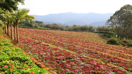 雁南飛茶田景區