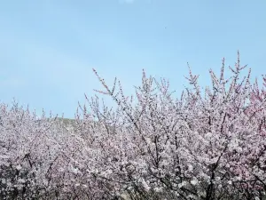 Popular Spring Outings in Guyuan