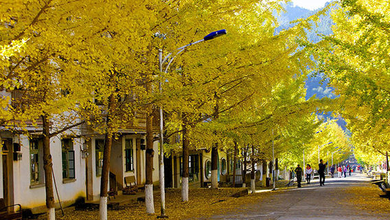 Ginkgo Viewing in Nanxiong