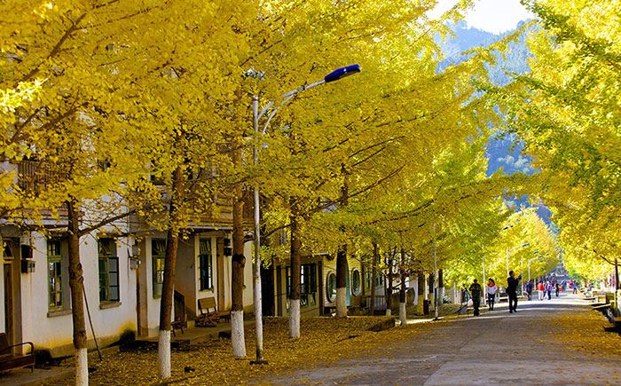 Ginkgo Viewing in Nanxiong