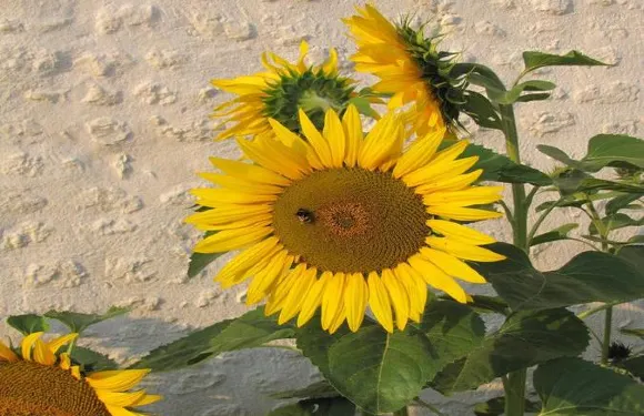 皮爾斯布朗住宿加早餐旅館