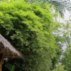 The Jungle Club Restaurant ảnh của người dùng