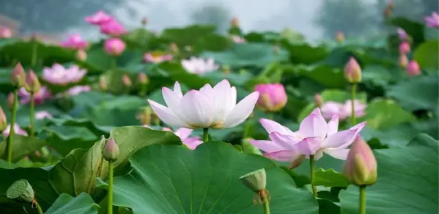 Lotus Viewing in Xinghua