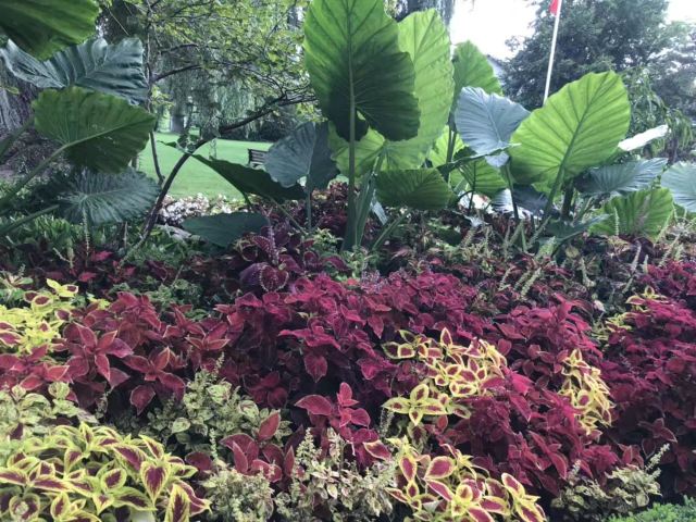 Toronto Botanical Garden