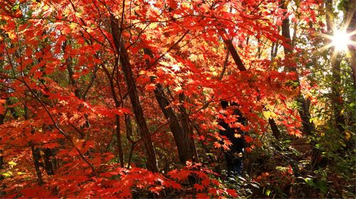 Yulongxi Primeval Forest Park