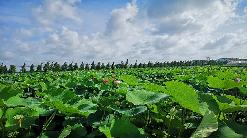 Xinbanghe Garden