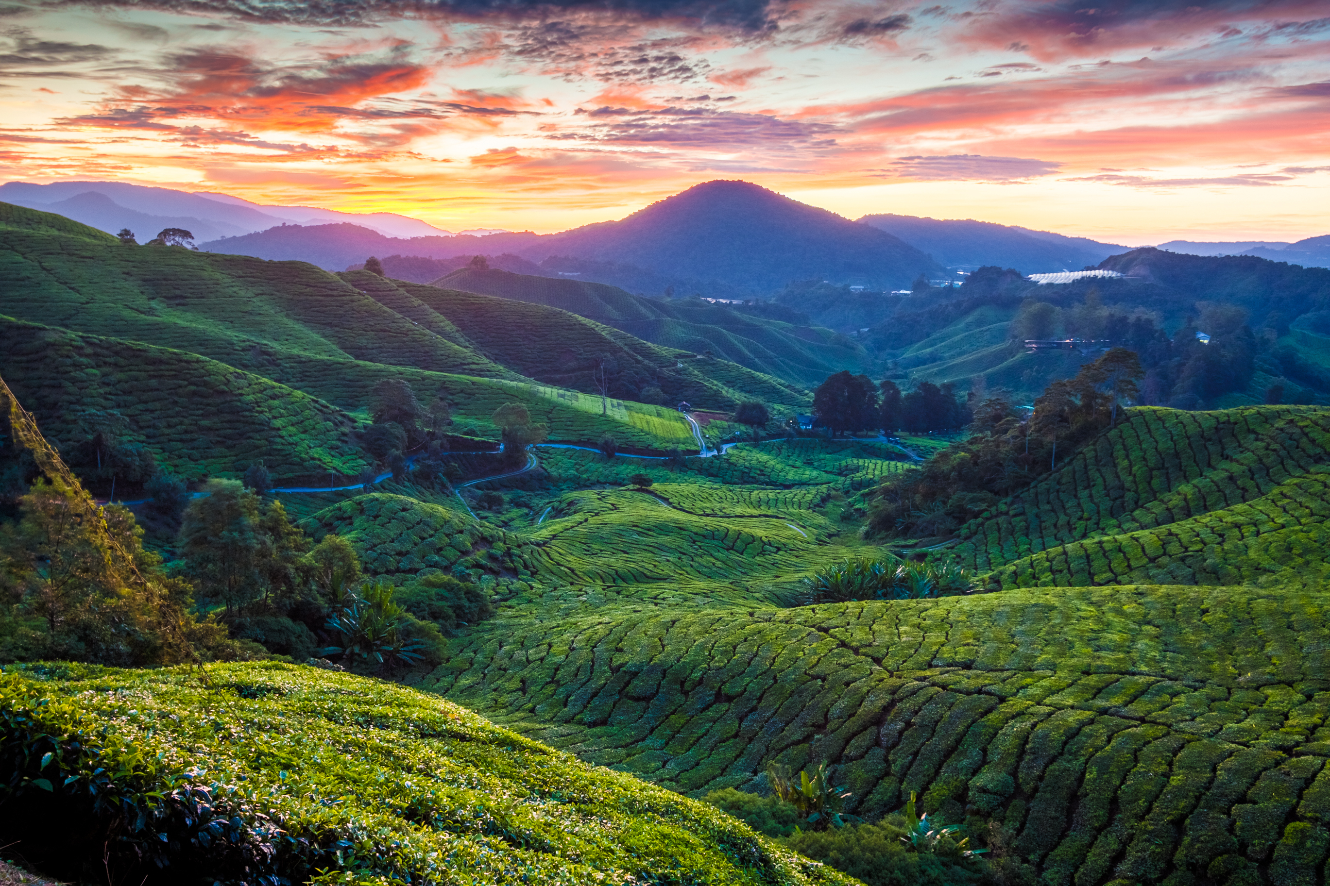 2025 Cameron Highlands Travel Guide: Must-see attractions, popular food, hotels, transportation routes (updated in June)