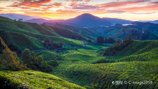 BOH Sungai Palas Tea Factory