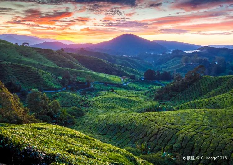 【金馬侖高原天氣】2025金馬侖高原氣溫指南,最佳旅遊季節與穿衣搭配建議