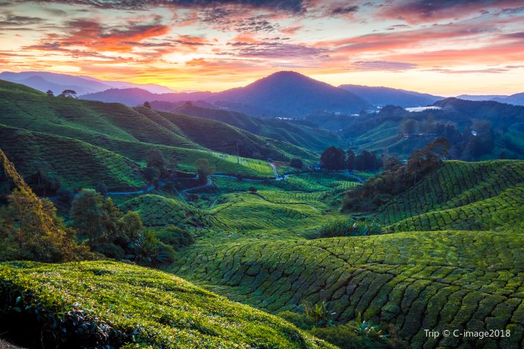 Cameron Highland