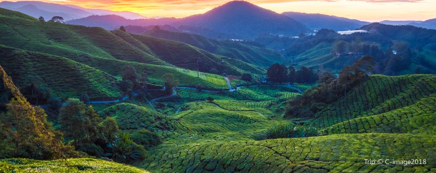 BOH Sungai Palas Tea Factory