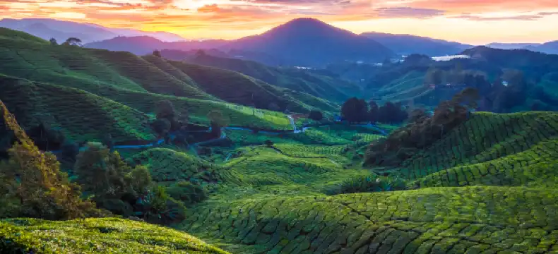 Hotels in Cameron Highlands