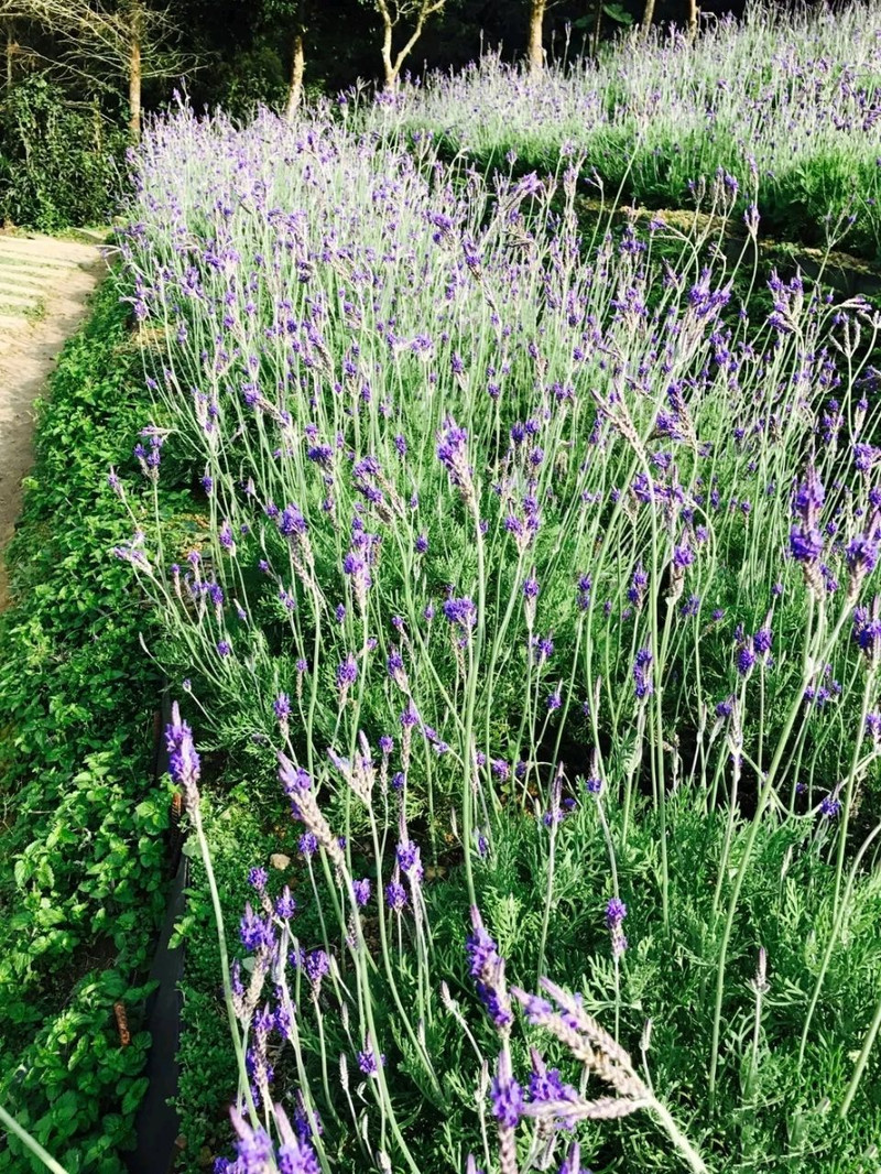 薰衣草森林用戶評價