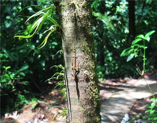 The El Yunque National Forest