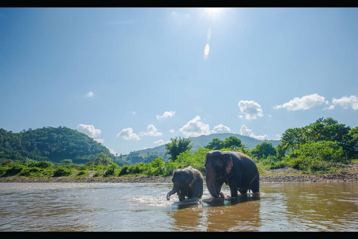 Day 2: Elephant Nature Park