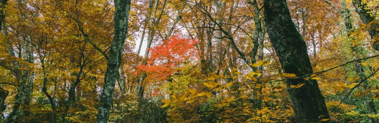 Attrazioni per la visione autunnale
