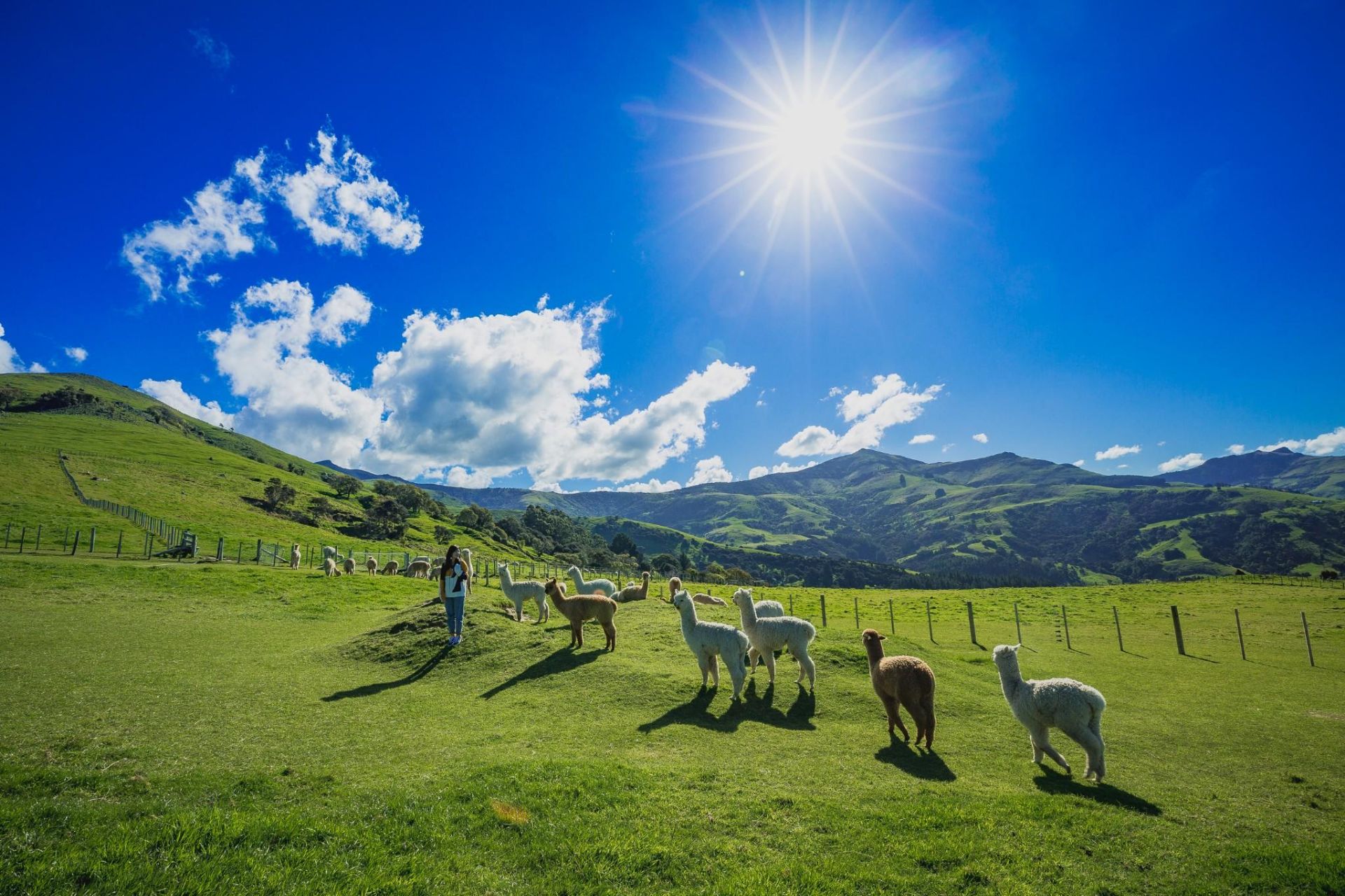 Shamarra Alpacas