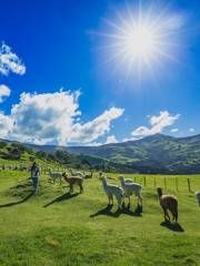 Shamarra Alpacas