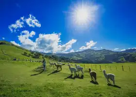 Shamarra Alpacas