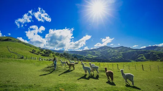 Shamarra Alpacas