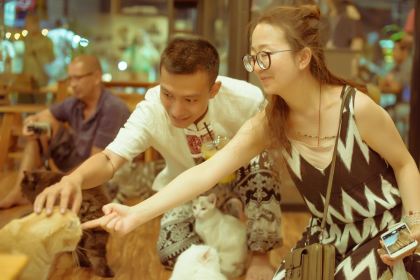 Cat 'n' A Cup Cat Cafe