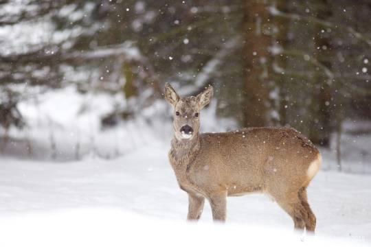 Nara Park + Byodo-in Temple + Kiyomizudera Temple + Sannenhan and Nienenzaka + Todaiji Temple one-day tour