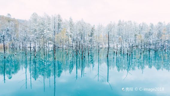 日本北海道札幌一日遊【青池～白須瀑布～聖誕樹～普通話專車】