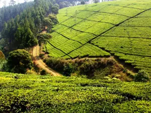 Araksa Tea Garden