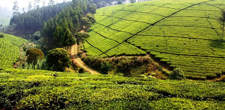 Araksa Tea Garden